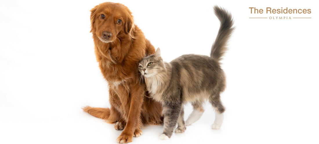 Staycation with Free Pet Accommodations in Makati